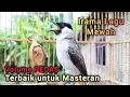 Download Lagu MASTERAN TERBAIK Kutilang Gacor Full Isian MEWAH dengan irama lagu volume pedas Kutilang Ribut nyaut
