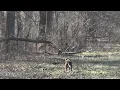 Sight Chasing a Rabbit - A R H A Little Pack Frield Trial