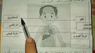 ملخص دروس الشهر للاول تربية علمية سنة رابعة ابتدائى الفصل الاول 