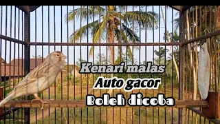 gacor canari sound make other birds emotions too gacor