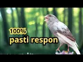 Download Lagu KENARI GACOR !!! Suara PANCINGAN KENARI PAUD Belajar BUNYI Ngeriwik | MASTERAN Kenari PAUD #canary