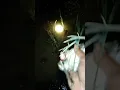 Download Lagu nyuluh burung pekung
