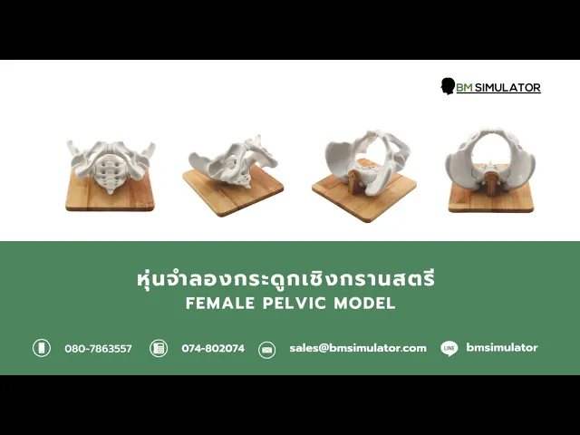 OG010 หุ่นจำลองกระดูกเชิงกรานเพศหญิง / Female Pelvic Model