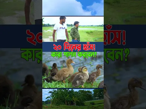 ১ মাসের কম বয়সী হাঁস! 🦆 কাদের জন্য সবচেয়ে ভালো? | জানুন আসল কথা #shortsvideo