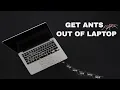 Download Lagu Sound To Get Ants Out Of Laptop (GUARANTEED)