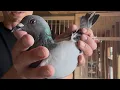 Download Lagu Z gołębi PIELESIAKA za 10 zł na rynku 🤯 ☎️ zabłądził 🥺 Hodowca rozpoznał mnie po głosie 🤩 Super 👍