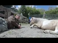 The Trust Technique Magic Horse Garden