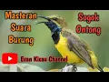 Download Lagu Masteran Suara Burung Sogok Ontong//Nyrecet Rapat !!!