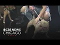 Chicago Canine Rescue introduces Pierogi and Waffles for adoption