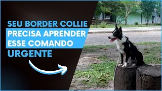 UM DOS COMANDOS MAIS IMPORTANTES PARA O BORDER COLLIE | MEU BORDER 🐾