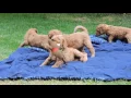 Lacey s almost 5 week old puppies playing