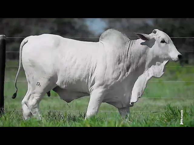 Garrote Nelore GLMP - 1855