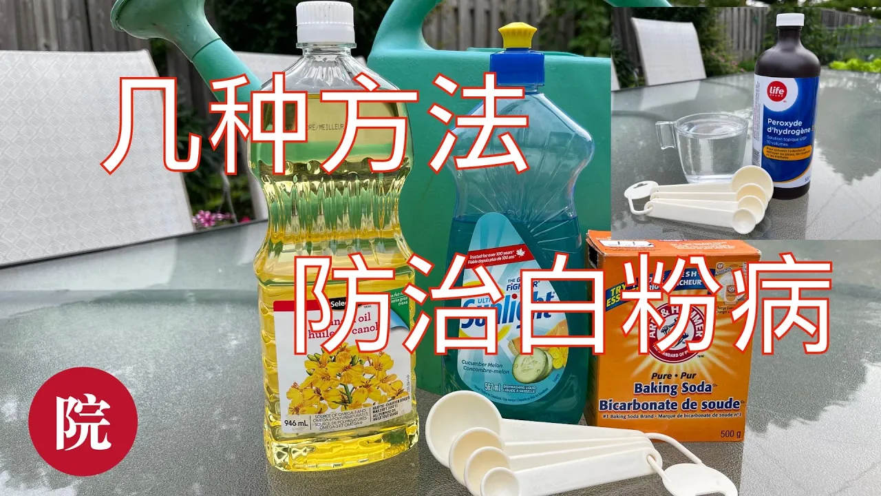 【彬彬有院】种•695防治白粉病的几种方法,你知道什么是标明为PMR的植株吗?