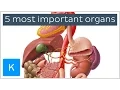 Download Lagu 5 most important organs in the Human body - Human Anatomy | Kenhub