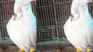 خذ القناعه من دنياك وارضى بها 