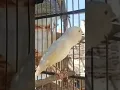 Lagu kenari Putih gacor panjang, Pancingan Kenari Paud Belajar Bunyi, terapi AMPUH Kenari MACET #birds