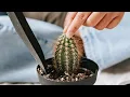 Download Lagu HOW TO REPOT A CACTUS LIKE A PRO? | CHOOSING A RIGHT POT