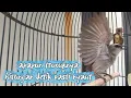 Download Lagu trucukan gacor TARUNG ROPEL PANJANG pancingan trucukan agar bunyi jadikan burung trucuk gacor EMOSI