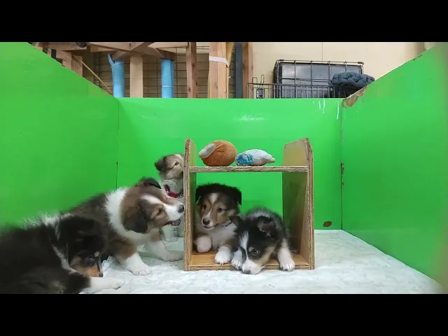 動画