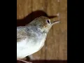 Download Lagu burung prenjak coki coki