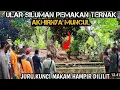 DIKIRA BATANG KAYU..!! SEORANG PENJAGA MAKAM DISERANG ULAR PITON RAKSASA, VIDIO INI BUKTINYA