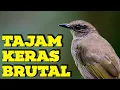 Download Lagu MASTERAN BURUNG KAPAS TEMBAK GACOR DOR  FAVORIT 2025❗️ KATEM TEMBAKAN PANJANG