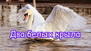 Два белых крыла очень красивый псалом Christian Song Two White Wings 
