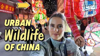超巨型舞狮？两层楼高的狮子席卷街头