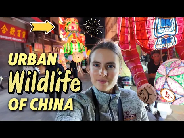 China’s Giant Street Lion Dance: An Urban Wildlife Spectacle World's most gigantic lion dance?? 😳 2-story-tall creatures overtake the streets!