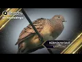 Lagu 7 burung bekutut katuranggan yang memiliki khodam yang bagus