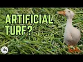Escape the mess How we upgraded our pet duck run with artificial turf