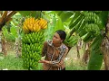 Download Lagu Harvest bananas to sell to earn money to make a living, build a bamboo bathroom