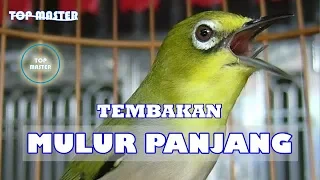 Download MASTERAN PLECI : TEMBAKAN MULUR PANJANG MP3