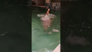 ملكة جمال العالم فرح لبنان تعليم السباحة 