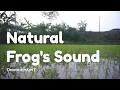Download Lagu SUARA KATAK DI SAWAH