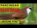 Download Lagu pancingan bunyi kaso kaso gacor dijamin langsung nyaut