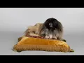 All Creatures Great and Small Season 6 A Day in the Life on Set With Tricki