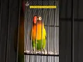 Lagu Istimewa.! Lovebird ngekek suara tengkek buto. #birds