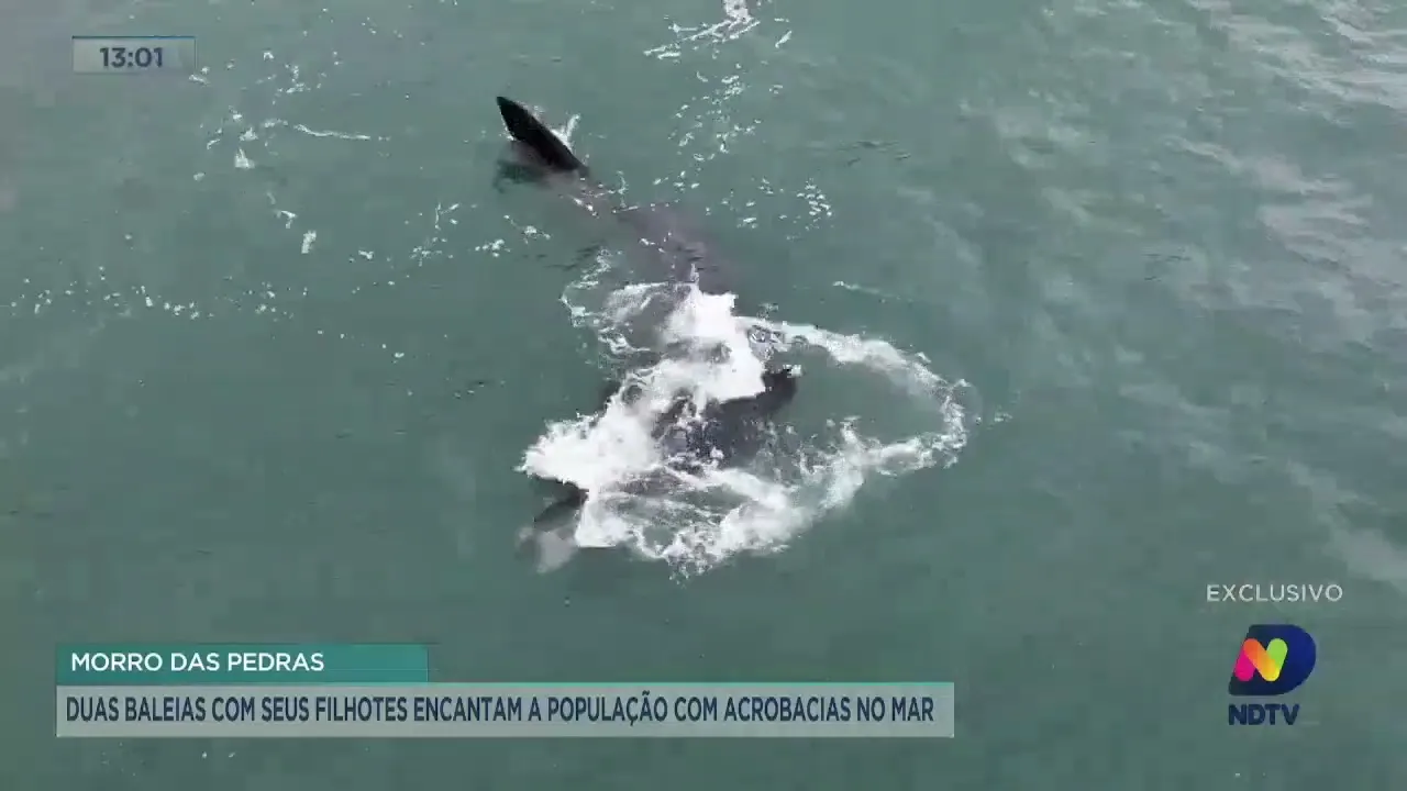 VÍDEO: Duas baleias com filhotes são vistas em praia de SC