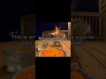 Lagu squirrel eating spicy noodles