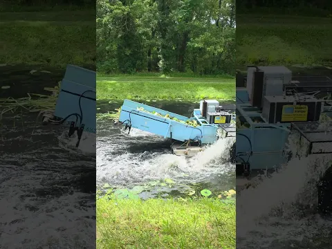 Destruction Of Lotus Plants