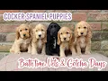 Bath Time VET Visit Gotcha Day - Cocker Spaniel Puppies Lollipop1996
