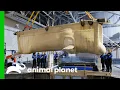 Download Lagu Acclimating Beluga Whales Into Georgia Aquarium | The Aquarium