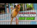 Download Lagu Masteran Kenari PAUD Super BUNYI Dijamin Cepat Gacor! \u0026 agar Kenari diam agar bunyi \u0026 gacor