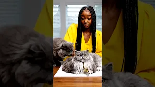 تقطيع كعكة القطة ASMR ASMR أصوات ASMR فيديو ASMR ASMreating مرضي استرخاء مضحك 