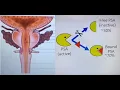 Free vs Bound PSA EXPLAINED Prostate Specific Antigen