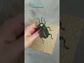 Handmade Green Insect Brooch