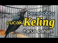 Download Lagu Penghobby cucak keling harus paham hal ini