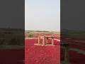 Download Lagu famous chli market in Kunri Pakistan  #shorts  #shortsfeed  #shortvideo
