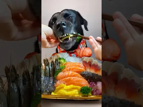 Never Let Your Dog Eat These Colorful Balls🐶 #shorts #dog